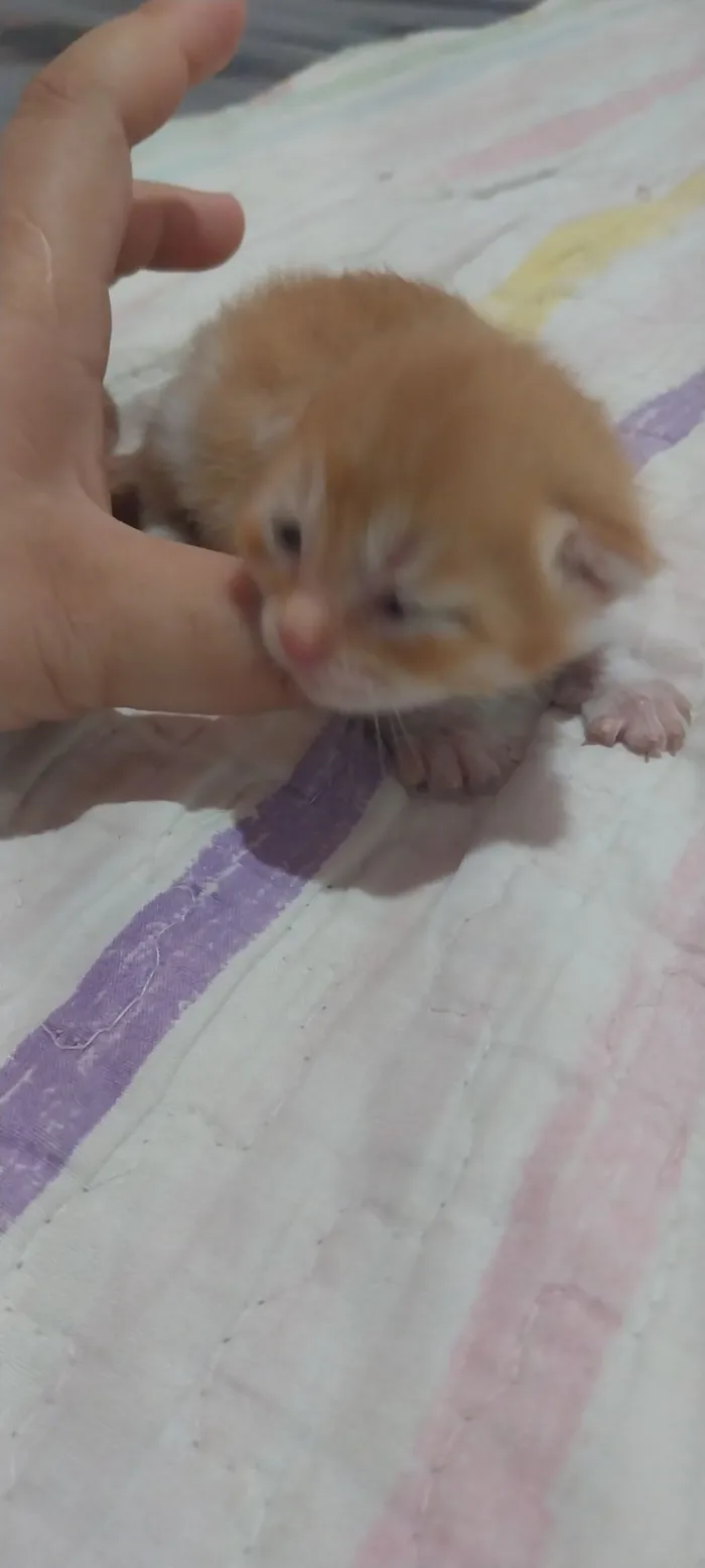 Gato raça Persa idade 7 a 11 meses nome Persa