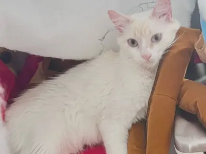 Gato raça SRD-ViraLata idade 1 ano nome Roberta 