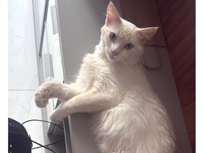 Gato raça SRD-ViraLata idade 1 ano nome Roberta 