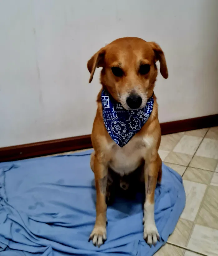 Cachorro raça SRD-ViraLata idade 2 a 6 meses nome André