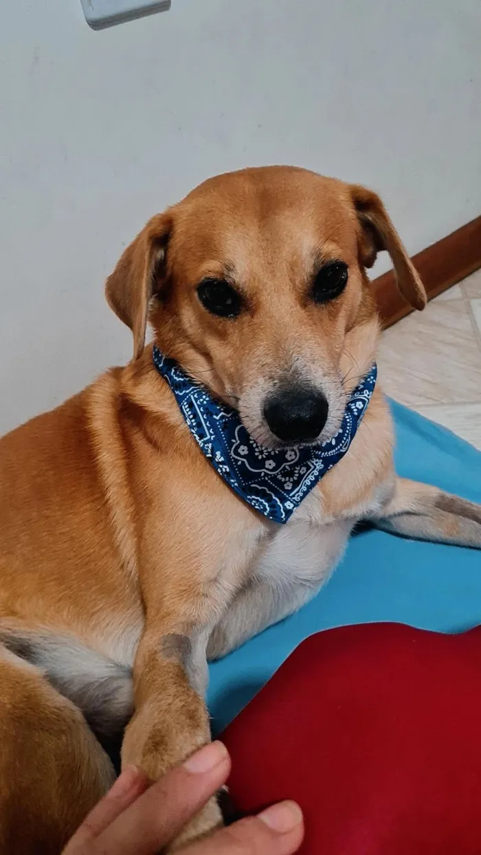 Cachorro raça SRD-ViraLata idade 2 a 6 meses nome André