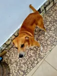 Cachorro raça SRD-ViraLata idade 2 a 6 meses nome André