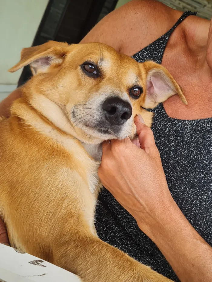 Cachorro raça SRD-ViraLata idade 2 a 6 meses nome André