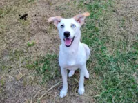 Cachorro raça SRD-ViraLata idade Abaixo de 2 meses nome Serena
