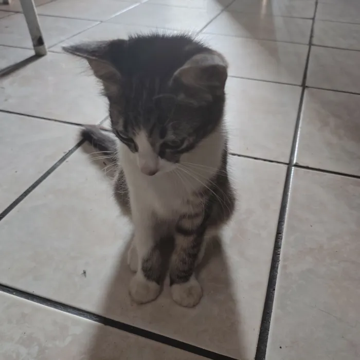 Gato raça SRD-ViraLata idade 2 a 6 meses nome Pudim 