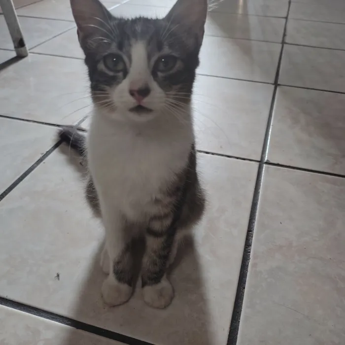 Gato raça SRD-ViraLata idade 2 a 6 meses nome Pudim 