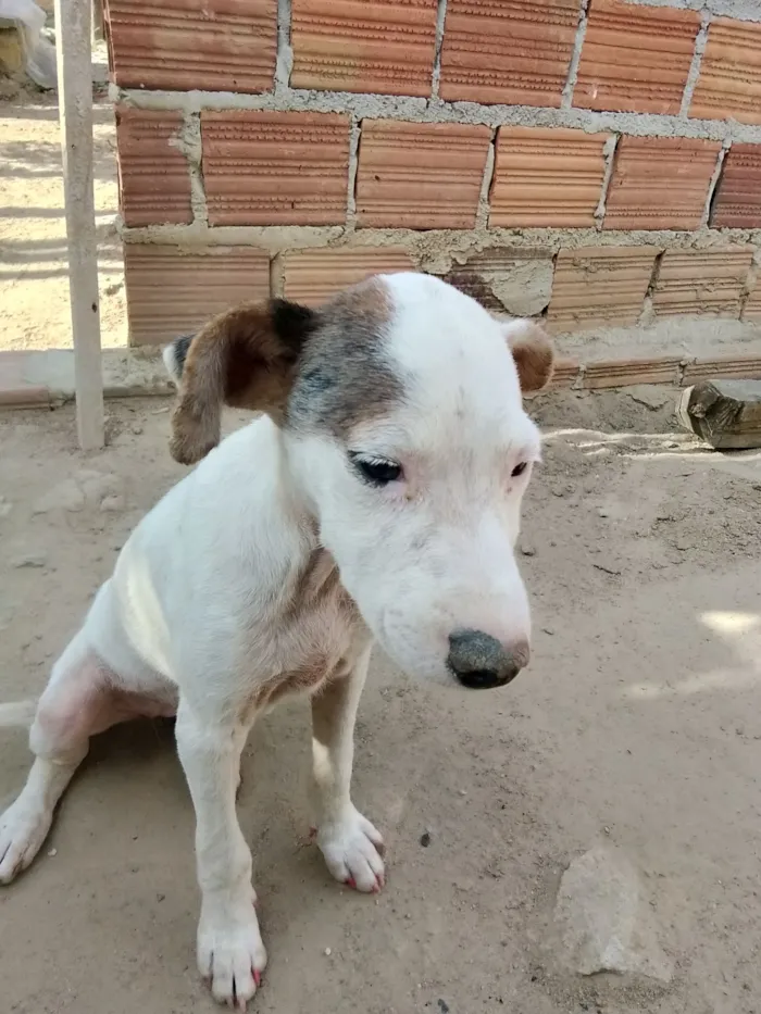 Cachorro raça SRD-ViraLata idade 2 a 6 meses nome Pandora 
