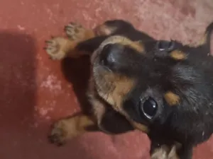 Cachorro raça Pinscher idade Abaixo de 2 meses nome Sabrina