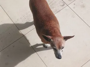 Cachorro raça SRD-ViraLata idade 6 ou mais anos nome Chiquinha