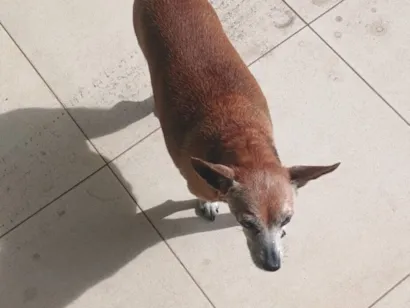 Cachorro raça SRD-ViraLata idade 6 ou mais anos nome Chiquinha