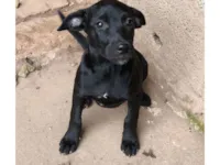 Cachorro raça SRD-ViraLata idade 2 a 6 meses nome Luna