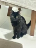 Gato raça SRD-ViraLata idade 6 ou mais anos nome Nina