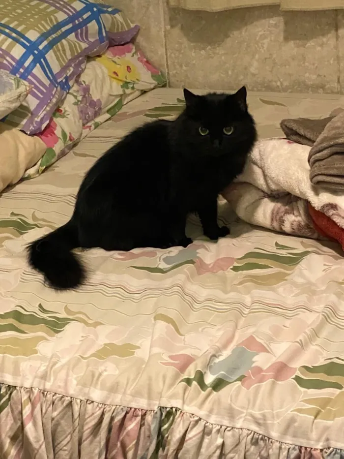 Gato raça SRD-ViraLata idade 6 ou mais anos nome Nina