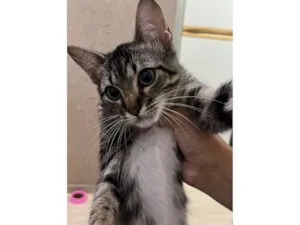 Gato raça SRD-ViraLata idade 2 a 6 meses nome Jerry 