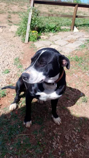 Cachorro raça Pit-Bull idade 1 ano nome Urso