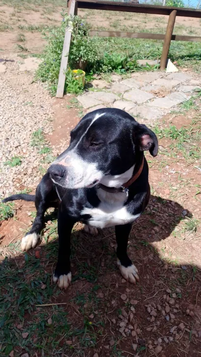 Cachorro raça Pit-Bull idade 1 ano nome Urso