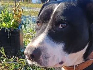 Cachorro raça Pit-Bull idade 1 ano nome Urso