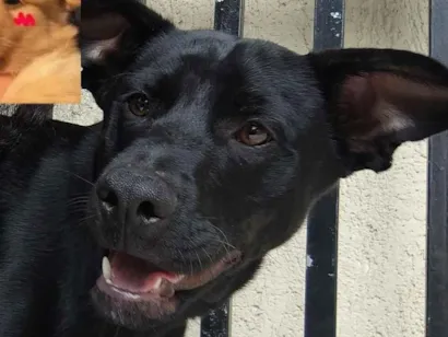 Cachorro raça SRD-ViraLata idade 7 a 11 meses nome Pandora 