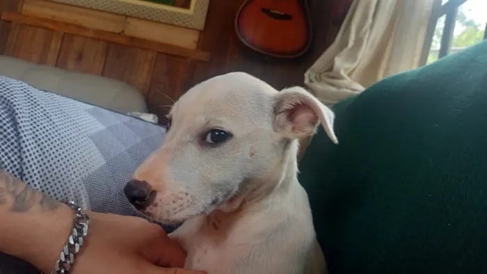 Cachorro raça Pit-Bull idade 7 a 11 meses nome Polar 