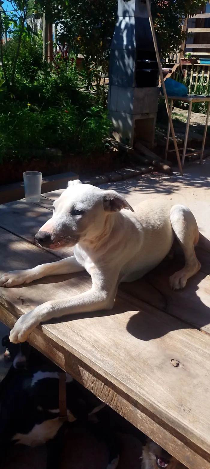 Cachorro raça Pit-Bull idade 7 a 11 meses nome Polar 