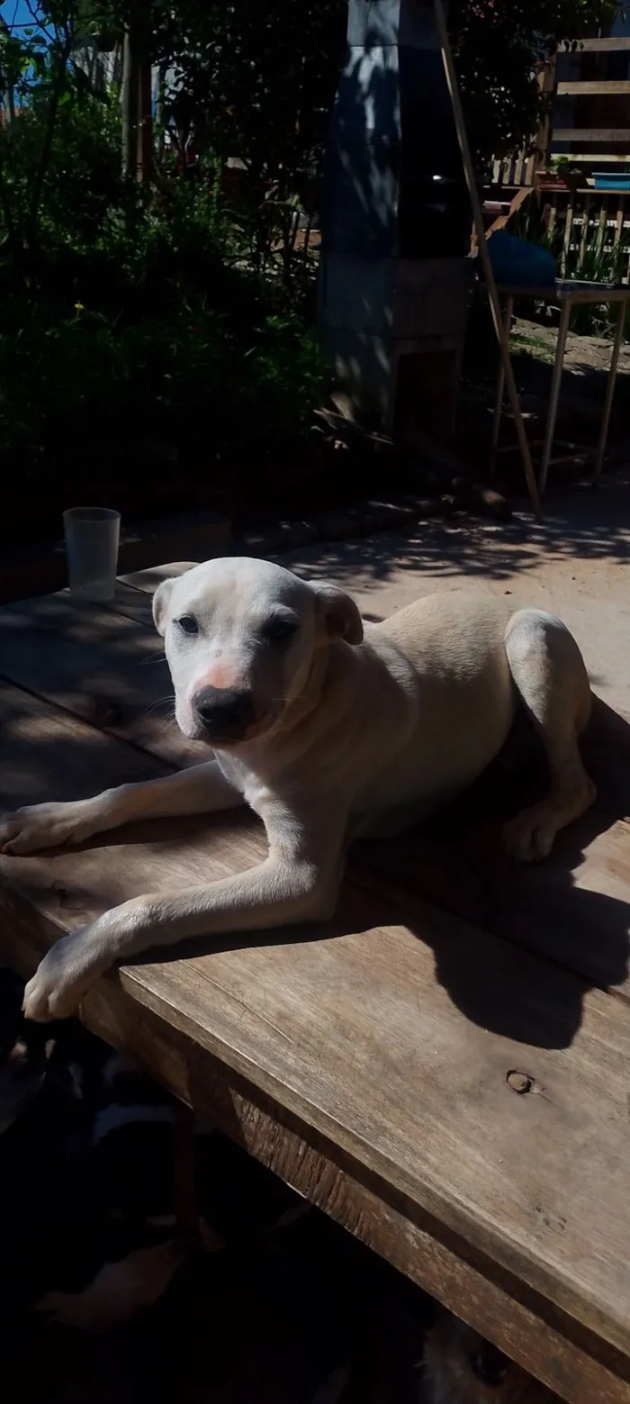 Cachorro raça Pit-Bull idade 7 a 11 meses nome Polar 