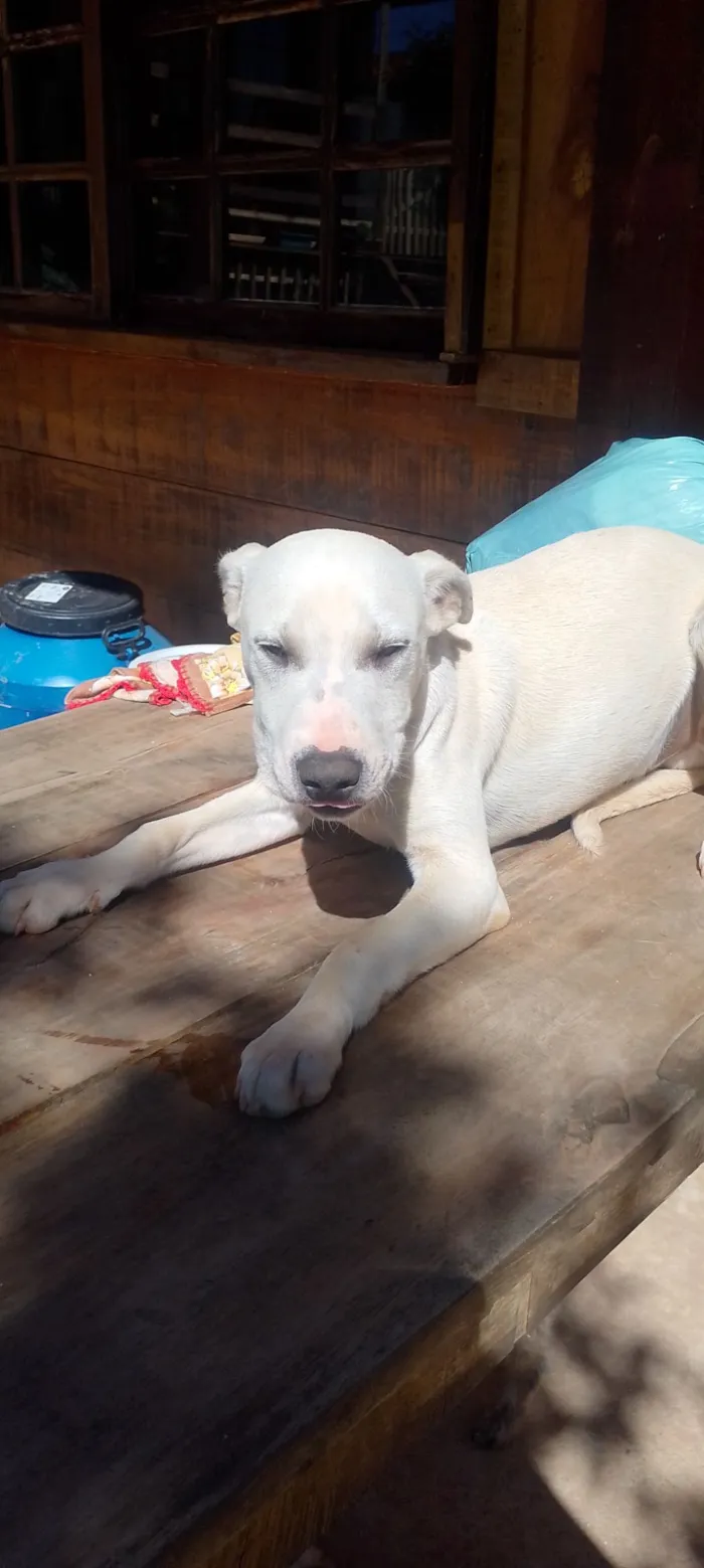 Cachorro raça Pit-Bull idade 7 a 11 meses nome Polar 