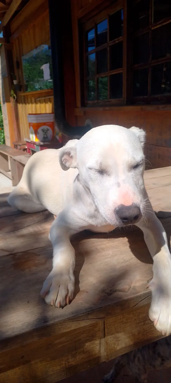 Cachorro raça Pit-Bull idade 7 a 11 meses nome Polar 