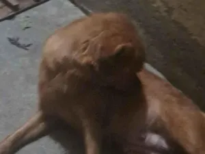 Cachorro raça Chow Chow idade 7 a 11 meses nome Tcheysse 