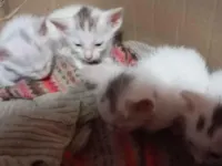 Gato raça SRD-ViraLata idade Abaixo de 2 meses nome eles não tem nome