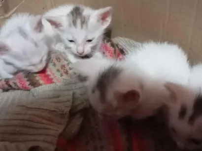 Gato raça SRD-ViraLata idade Abaixo de 2 meses nome eles não tem nome