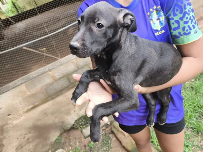 Cachorro raça SRD-ViraLata idade 2 a 6 meses nome Toddy 