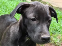 Cachorro raça SRD-ViraLata idade 2 a 6 meses nome Toddy 