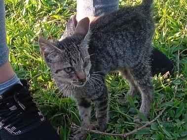 Gato raça SRD-ViraLata idade 2 a 6 meses nome Gabriela 