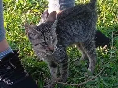 Gato raça SRD-ViraLata idade 2 a 6 meses nome Gabriela 