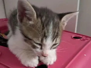 Gato raça SRD-ViraLata idade 2 a 6 meses nome Simba