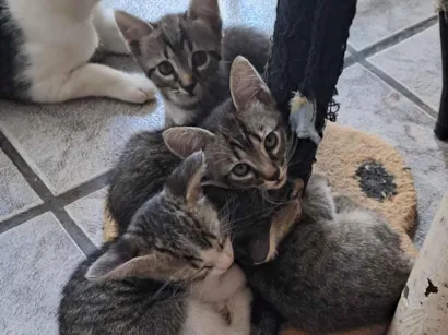 Gato raça SRD-ViraLata idade 2 a 6 meses nome Snoop