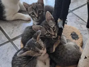 Gato raça SRD-ViraLata idade 2 a 6 meses nome Snoop