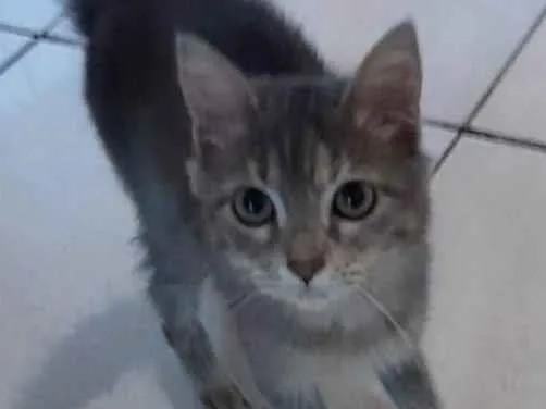Gato raça SRD-ViraLata idade 2 a 6 meses nome Sem nome