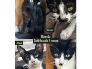 Gato raça SRD-ViraLata idade 2 a 6 meses nome sem nomes