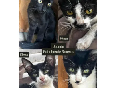 Gato raça SRD-ViraLata idade 2 a 6 meses nome sem nomes