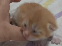 Gato raça Persa idade 7 a 11 meses nome Persa