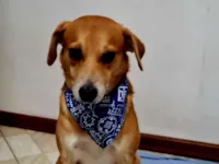 Cachorro raça SRD-ViraLata idade 2 a 6 meses nome André