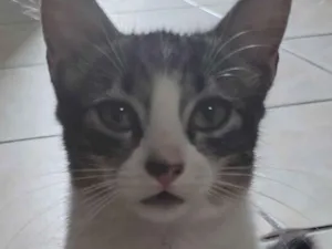 Gato raça SRD-ViraLata idade 2 a 6 meses nome Pudim 