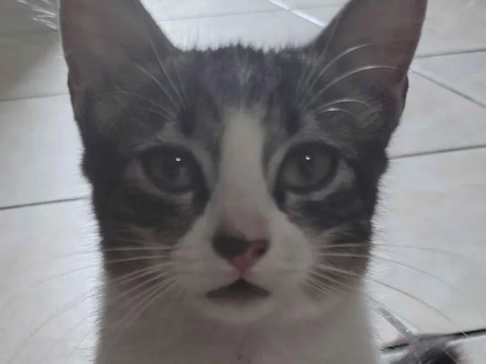 Gato raça SRD-ViraLata idade 2 a 6 meses nome Pudim 