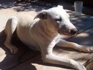 Cachorro raça Pit-Bull idade 7 a 11 meses nome Polar 