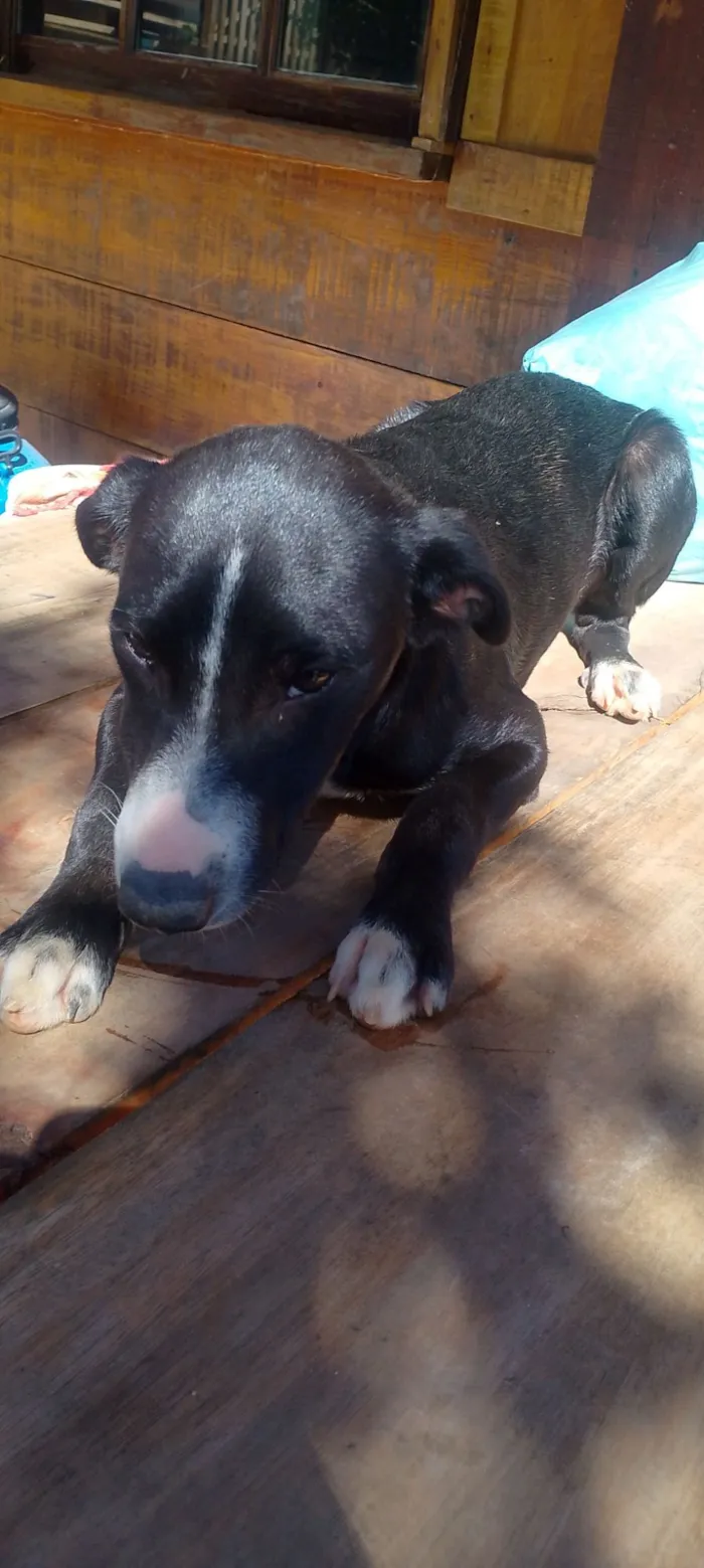 Cachorro raça SRD-ViraLata idade 7 a 11 meses nome D'Pelúcia