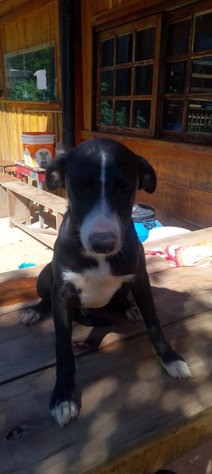 Cachorro raça SRD-ViraLata idade 7 a 11 meses nome D'Pelúcia