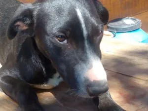 Cachorro raça SRD-ViraLata idade 7 a 11 meses nome D'Pelúcia