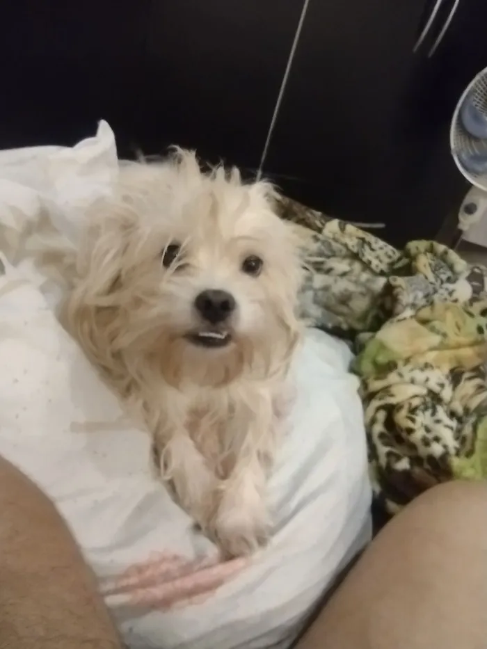 Cachorro raça SRD-ViraLata idade 3 anos nome Zingo