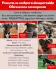 Cachorro raça SRD-ViraLata idade 5 anos nome Luna